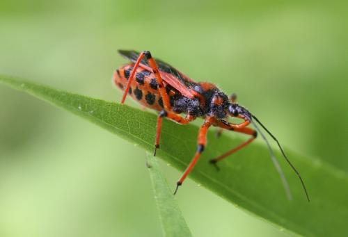 Rhynocoris iracundus